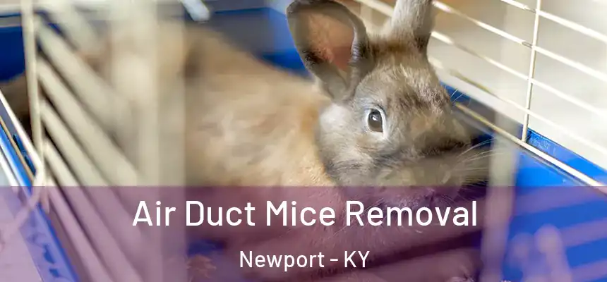  Air Duct Mice Removal Newport - KY